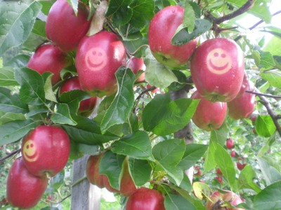 Smilande eple gjev inspirasjon til vidareutvikling og gode produkt